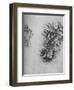 'Oak-Leaves with Acorns and Dyer's Greenweed', c1480 (1945)-Leonardo Da Vinci-Framed Giclee Print