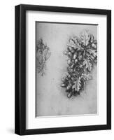 'Oak-Leaves with Acorns and Dyer's Greenweed', c1480 (1945)-Leonardo Da Vinci-Framed Giclee Print