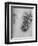 'Oak-Leaves with Acorns and Dyer's Greenweed', c1480 (1945)-Leonardo Da Vinci-Framed Giclee Print