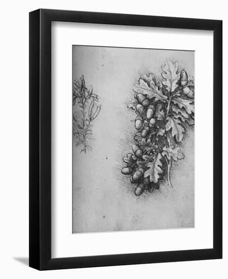 'Oak-Leaves with Acorns and Dyer's Greenweed', c1480 (1945)-Leonardo Da Vinci-Framed Giclee Print