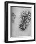 'Oak-Leaves with Acorns and Dyer's Greenweed', c1480 (1945)-Leonardo Da Vinci-Framed Giclee Print