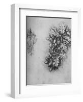 'Oak-Leaves with Acorns and Dyer's Greenweed', c1480 (1945)-Leonardo Da Vinci-Framed Giclee Print