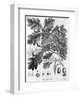 Oak Leaves with Acorns-null-Framed Giclee Print