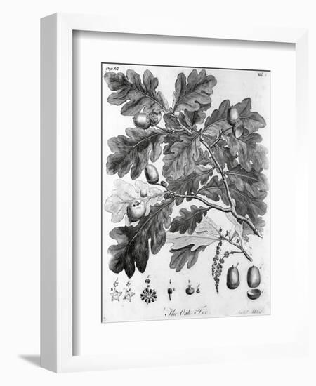 Oak Leaves with Acorns-null-Framed Giclee Print