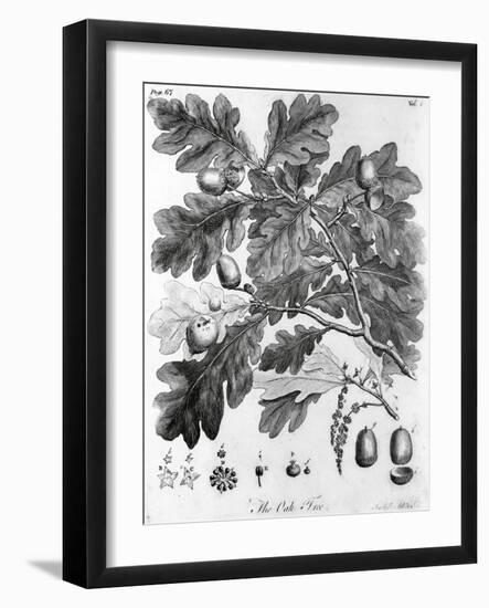 Oak Leaves with Acorns-null-Framed Giclee Print