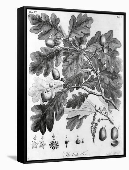 Oak Leaves with Acorns-null-Framed Stretched Canvas