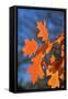 Oak Leaves-jennyt-Framed Stretched Canvas