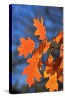 Oak Leaves-jennyt-Stretched Canvas