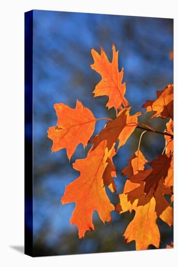 Oak Leaves-jennyt-Stretched Canvas