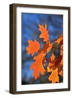 Oak Leaves-jennyt-Framed Photographic Print