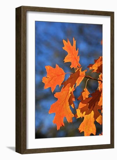 Oak Leaves-jennyt-Framed Photographic Print