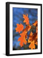 Oak Leaves-jennyt-Framed Photographic Print