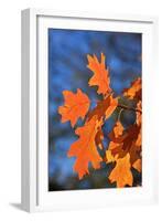 Oak Leaves-jennyt-Framed Photographic Print