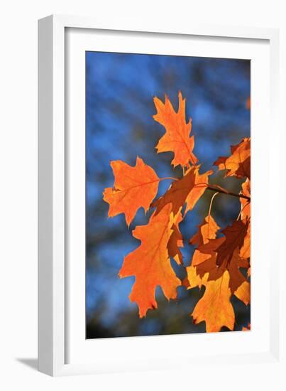 Oak Leaves-jennyt-Framed Photographic Print