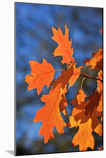 Oak Leaves-jennyt-Mounted Photographic Print