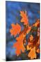 Oak Leaves-jennyt-Mounted Photographic Print