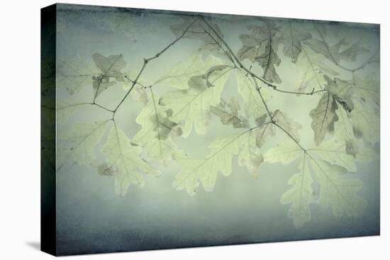 Oak Leaves-Kathy Mahan-Stretched Canvas