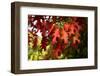 Oak Leaves-Philippe Sainte-Laudy-Framed Photographic Print