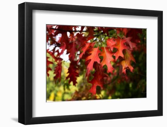 Oak Leaves-Philippe Sainte-Laudy-Framed Photographic Print