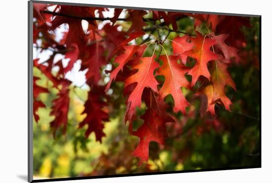 Oak Leaves-Philippe Sainte-Laudy-Mounted Photographic Print