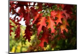 Oak Leaves-Philippe Sainte-Laudy-Mounted Photographic Print