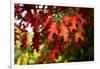 Oak Leaves-Philippe Sainte-Laudy-Framed Photographic Print