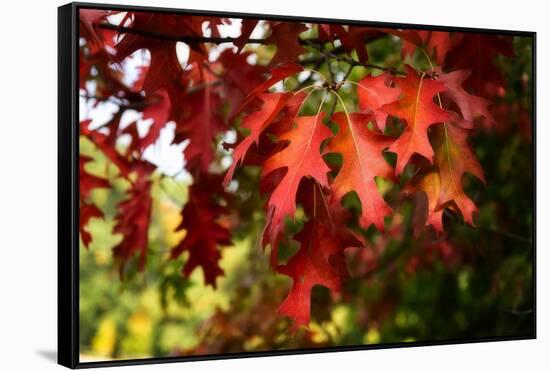 Oak Leaves-Philippe Sainte-Laudy-Framed Stretched Canvas