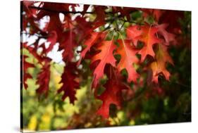 Oak Leaves-Philippe Sainte-Laudy-Stretched Canvas