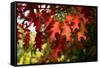 Oak Leaves-Philippe Sainte-Laudy-Framed Stretched Canvas