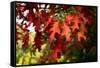 Oak Leaves-Philippe Sainte-Laudy-Framed Stretched Canvas