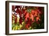 Oak Leaves-Philippe Sainte-Laudy-Framed Photographic Print