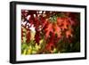 Oak Leaves-Philippe Sainte-Laudy-Framed Photographic Print