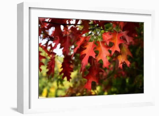 Oak Leaves-Philippe Sainte-Laudy-Framed Photographic Print