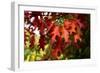 Oak Leaves-Philippe Sainte-Laudy-Framed Photographic Print