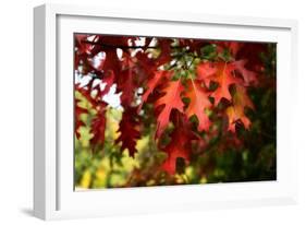 Oak Leaves-Philippe Sainte-Laudy-Framed Photographic Print