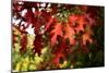 Oak Leaves-Philippe Sainte-Laudy-Mounted Photographic Print