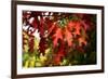 Oak Leaves-Philippe Sainte-Laudy-Framed Photographic Print