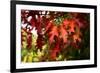 Oak Leaves-Philippe Sainte-Laudy-Framed Photographic Print