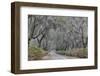 Oak lined lane and azaleas, Savannah, Georgia-Darrell Gulin-Framed Photographic Print