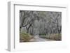 Oak lined lane and azaleas, Savannah, Georgia-Darrell Gulin-Framed Photographic Print