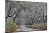 Oak lined lane and azaleas, Savannah, Georgia-Darrell Gulin-Mounted Photographic Print