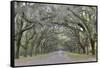 Oak lined lane, Savannah, Georgia-Darrell Gulin-Framed Stretched Canvas