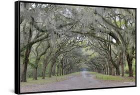 Oak lined lane, Savannah, Georgia-Darrell Gulin-Framed Stretched Canvas