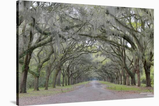 Oak lined lane, Savannah, Georgia-Darrell Gulin-Stretched Canvas