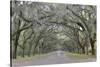 Oak lined lane, Savannah, Georgia-Darrell Gulin-Stretched Canvas