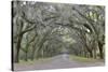 Oak lined lane, Savannah, Georgia-Darrell Gulin-Stretched Canvas