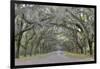 Oak lined lane, Savannah, Georgia-Darrell Gulin-Framed Photographic Print