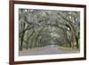 Oak lined lane, Savannah, Georgia-Darrell Gulin-Framed Premium Photographic Print