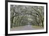 Oak lined lane, Savannah, Georgia-Darrell Gulin-Framed Premium Photographic Print