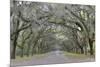 Oak lined lane, Savannah, Georgia-Darrell Gulin-Mounted Premium Photographic Print